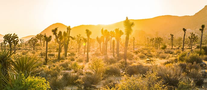 Rancho Mirage Background